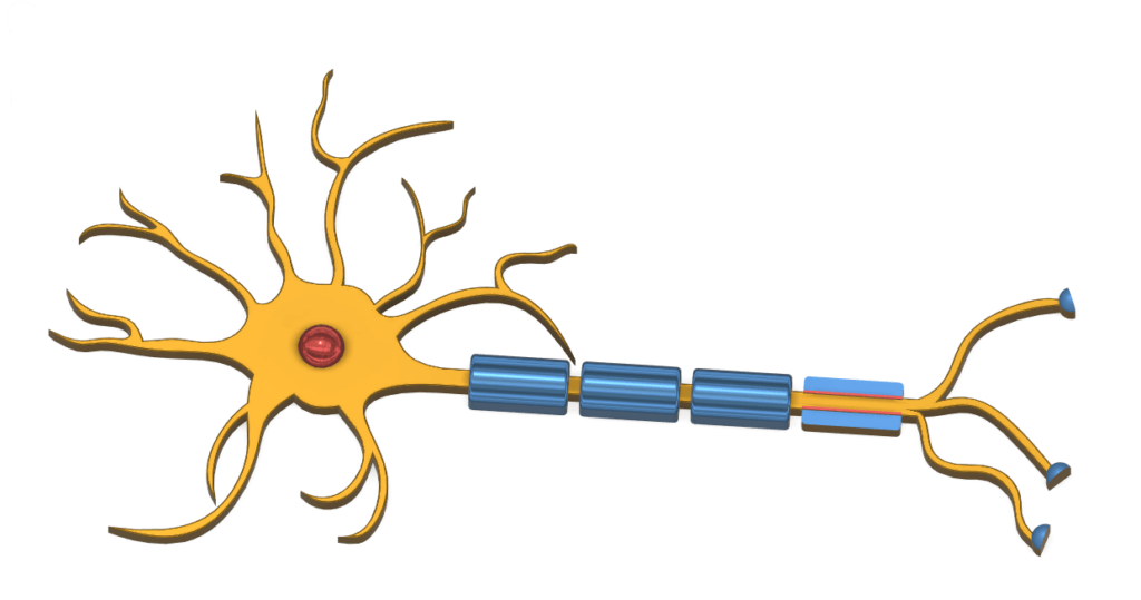 Neuron