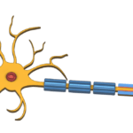 Neuron