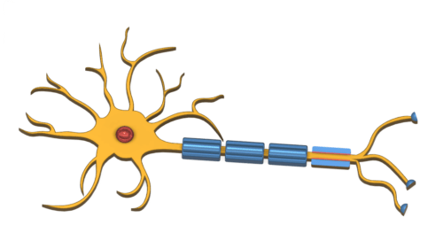 Neuron