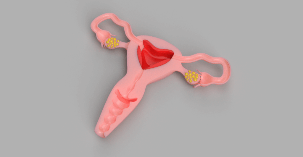 female reproductive organs