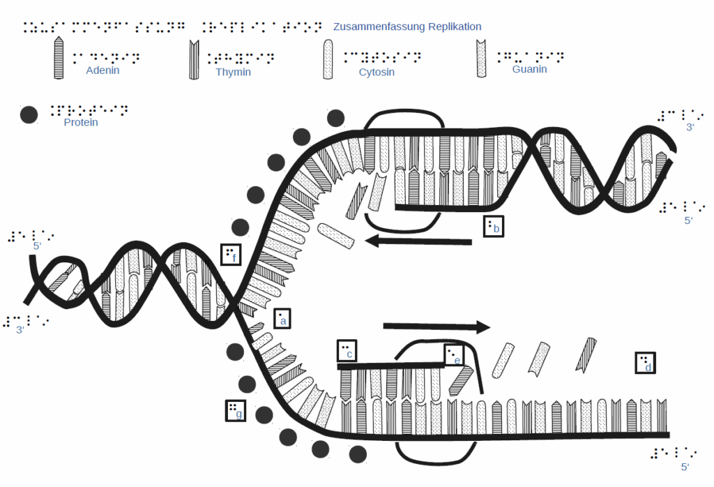 DNA Replikation (DNA replication, inscription in german)