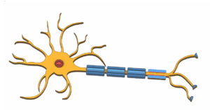 Neuron – Nervenzelle